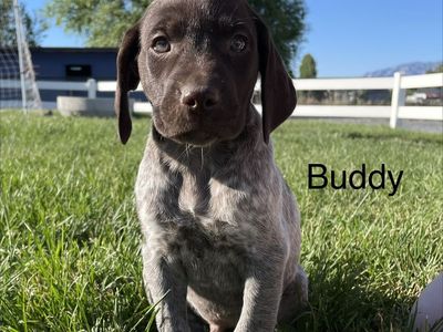 German shorthair pointer puppies