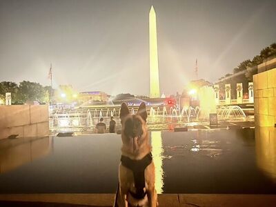 Service Dog - Psychiatric