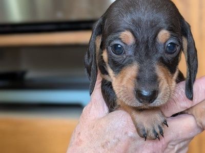 Dachshund Puppies – Ready Soon!