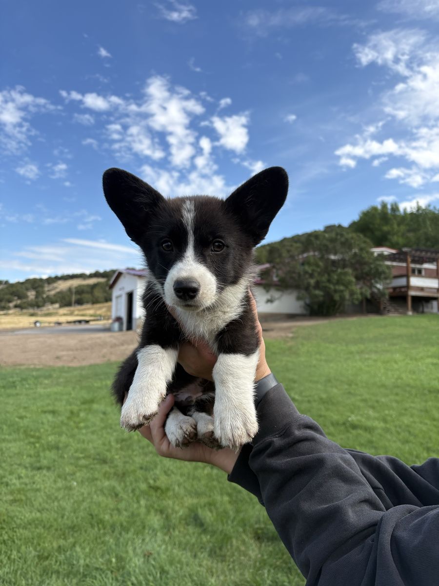 Corgi puppies