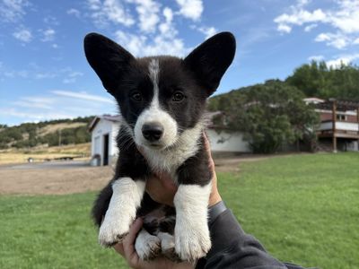 Corgi puppies
