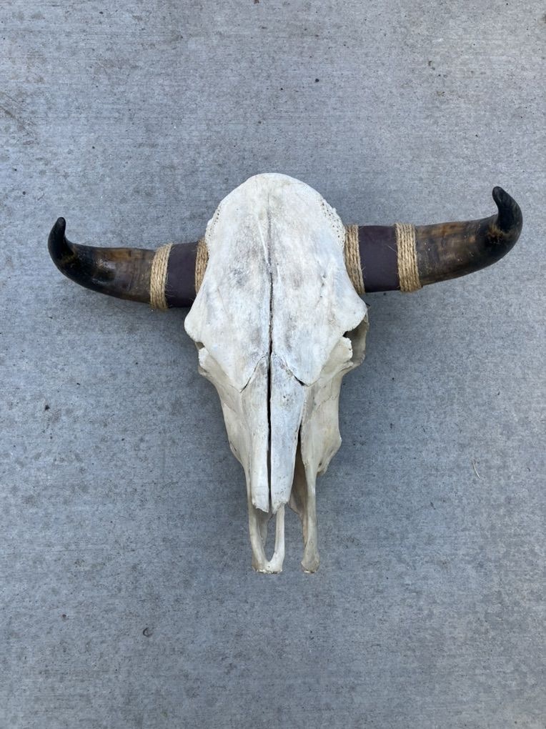 Real Cow Skull With Horns