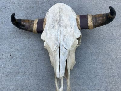 Real Cow Skull With Horns