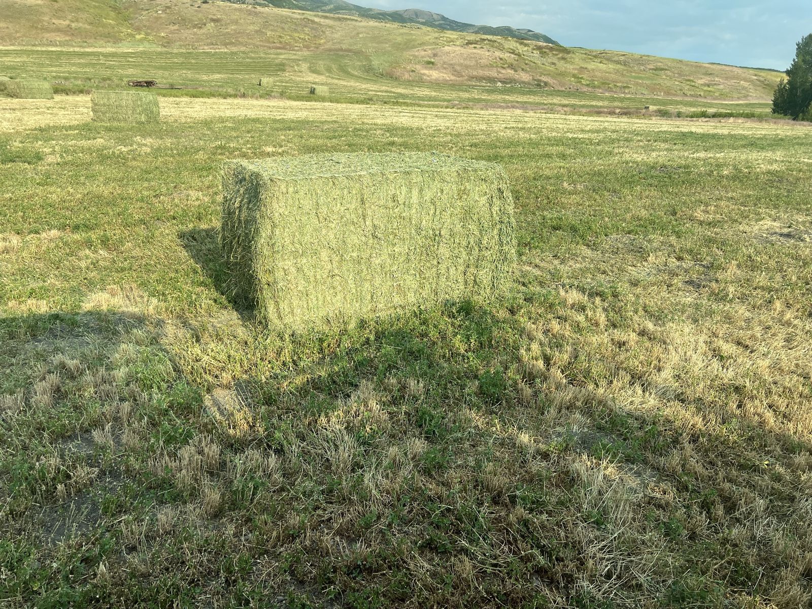 56 4x4x8 alfalfa hay bales