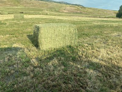 56 4x4x8 alfalfa hay bales