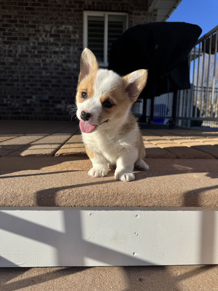 Pembroke Welsh Corgi Puppies