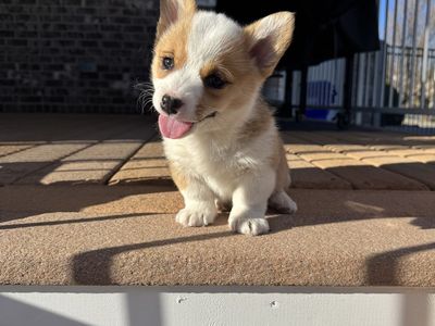 Pembroke Welsh Corgi Puppies