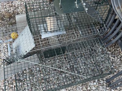 3 live traps like new