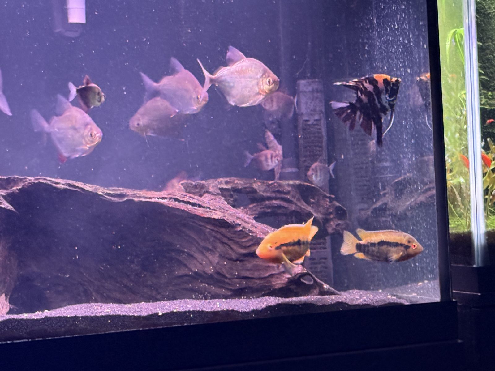 Koi Angelfish – 1.5 Years Old