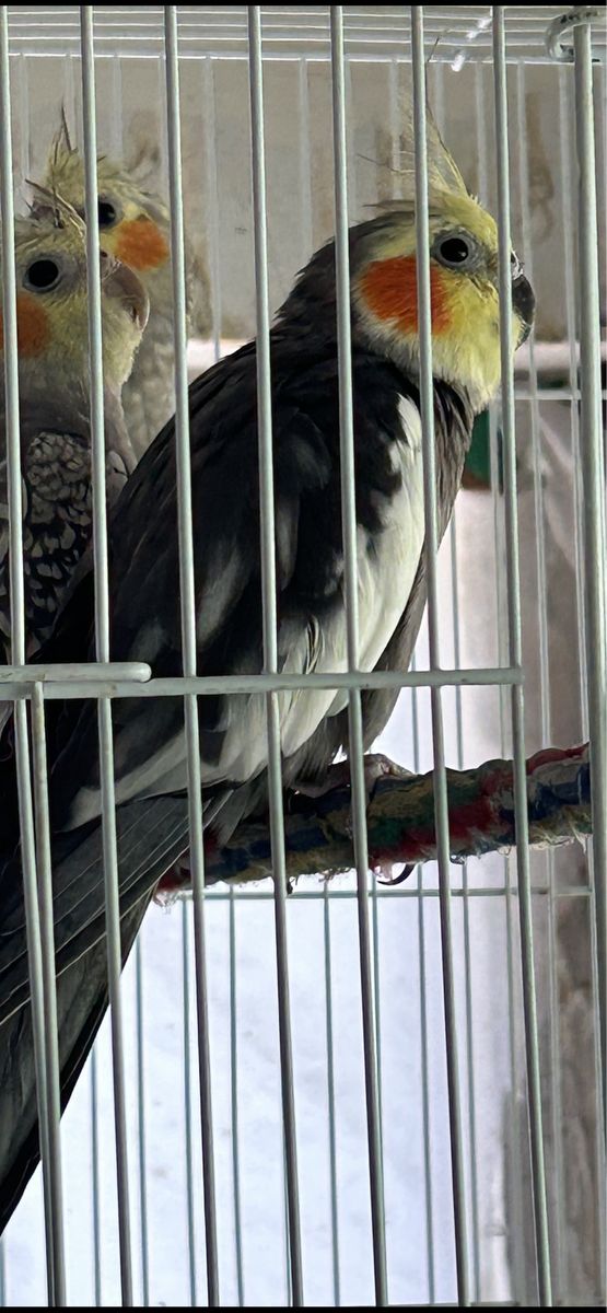 Main image 2