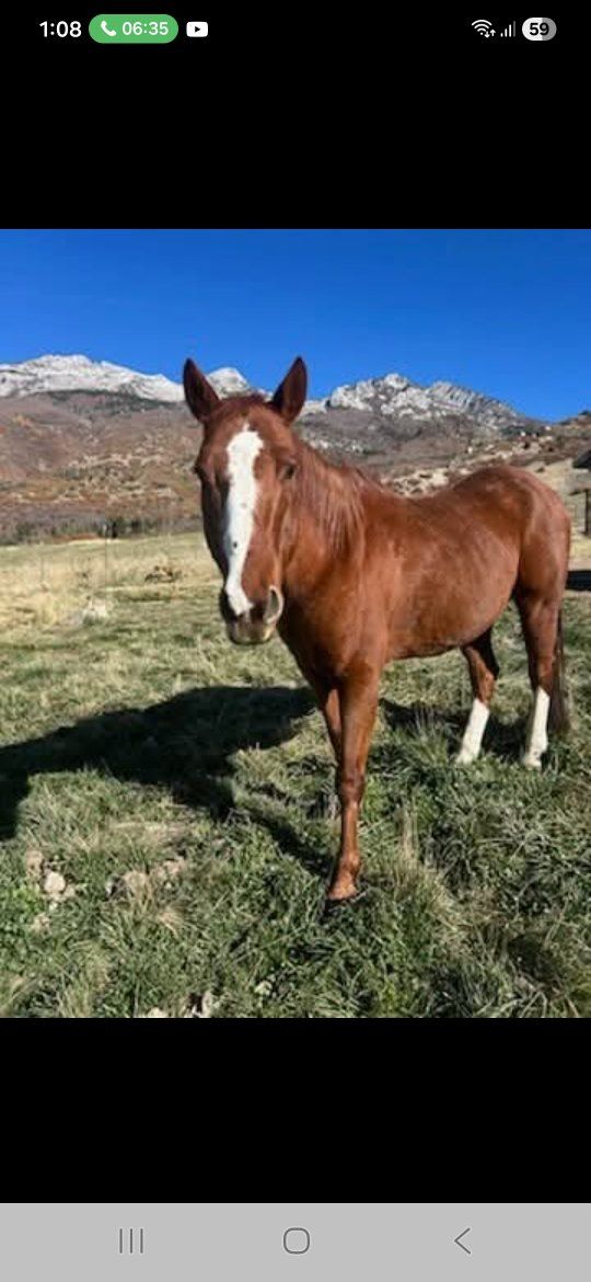 quarter horse gelding