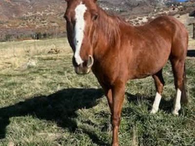 quarter horse gelding