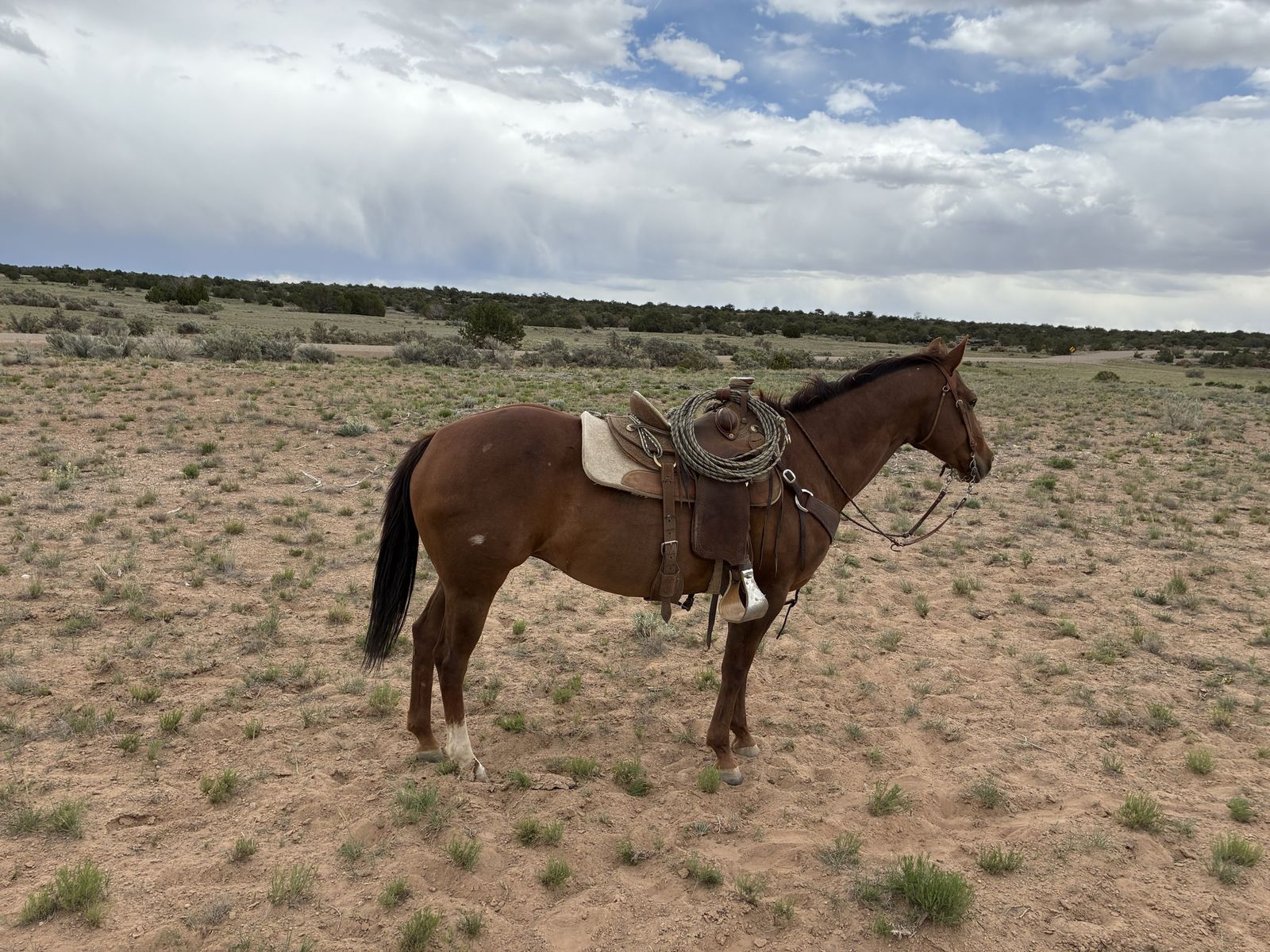 All around mare
