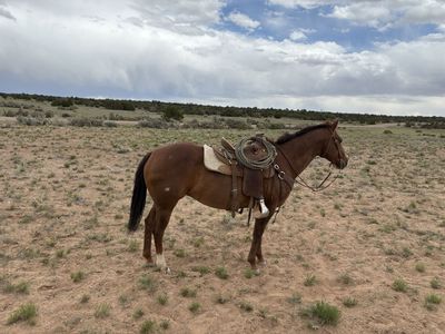 All around mare