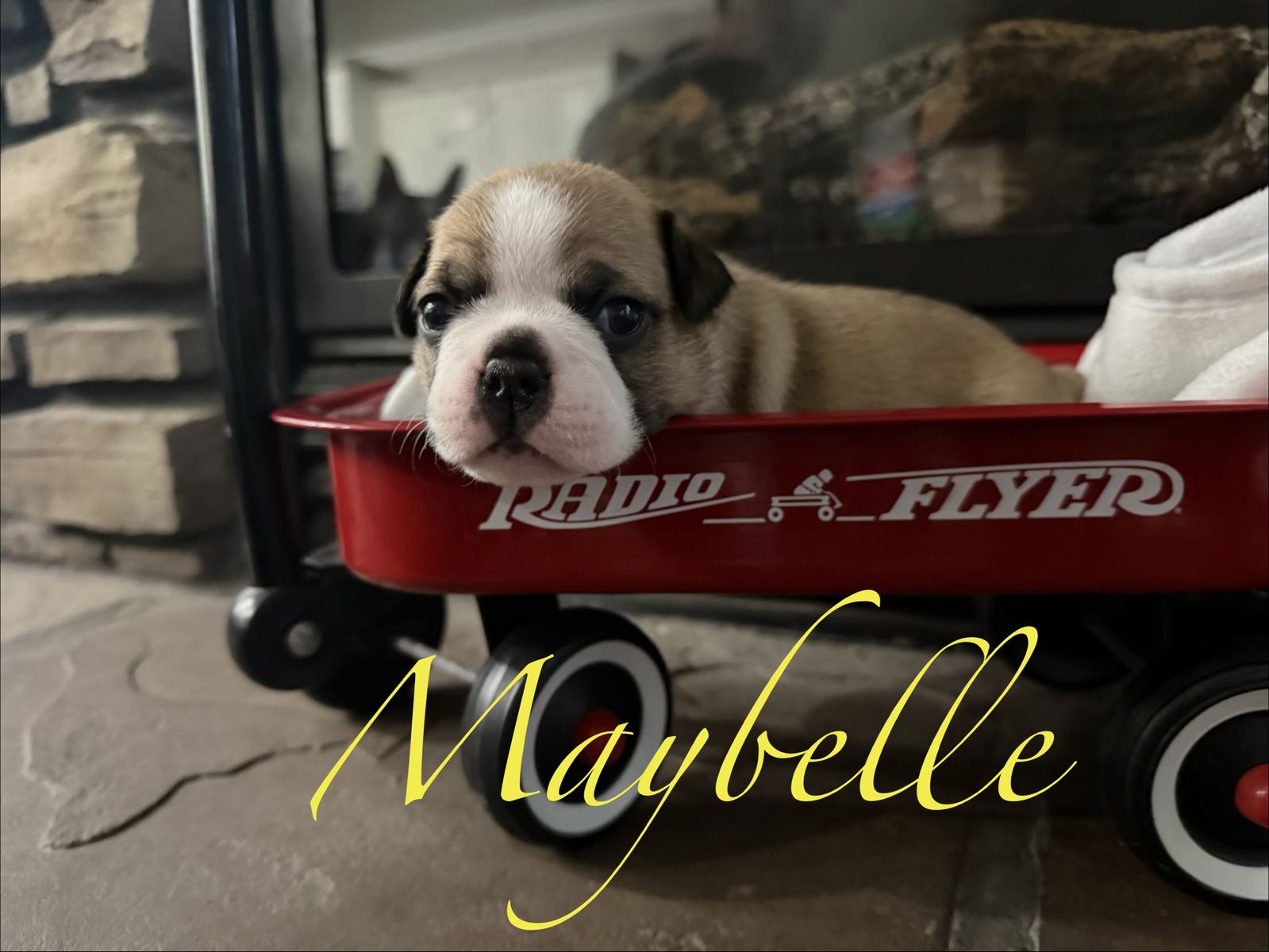 Springtime Buggs ( Boston Terrier And Pug Mix)