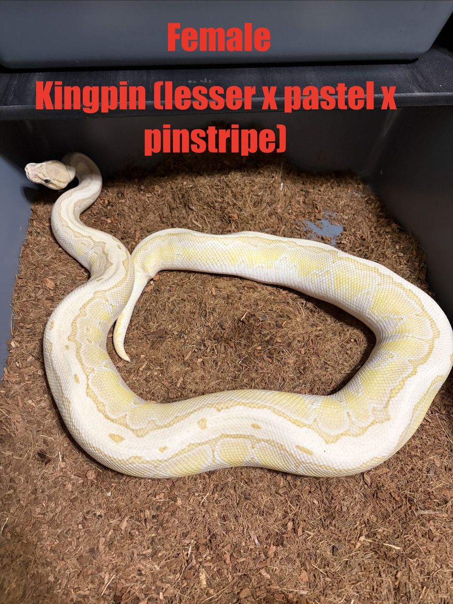 Ball python
