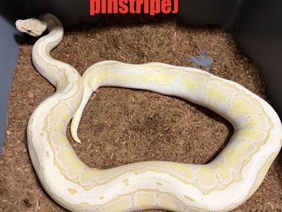 Ball python