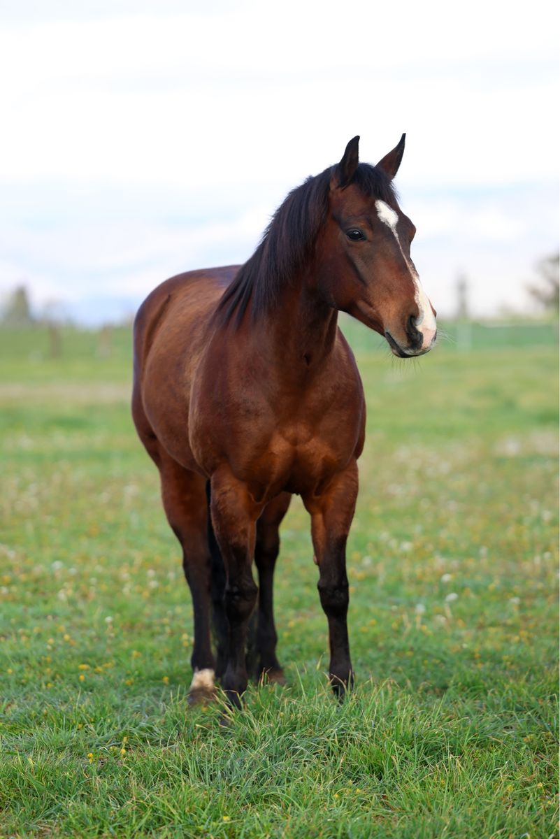 Fancy AQHA Bay Mare