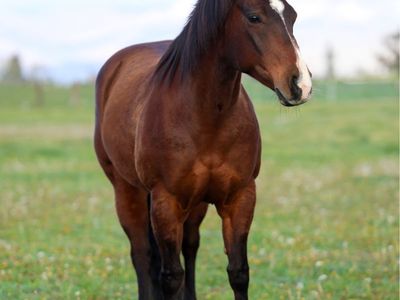 Fancy AQHA Bay Mare