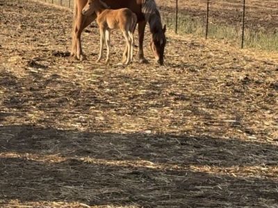 Quarter Pony Mare and Colt