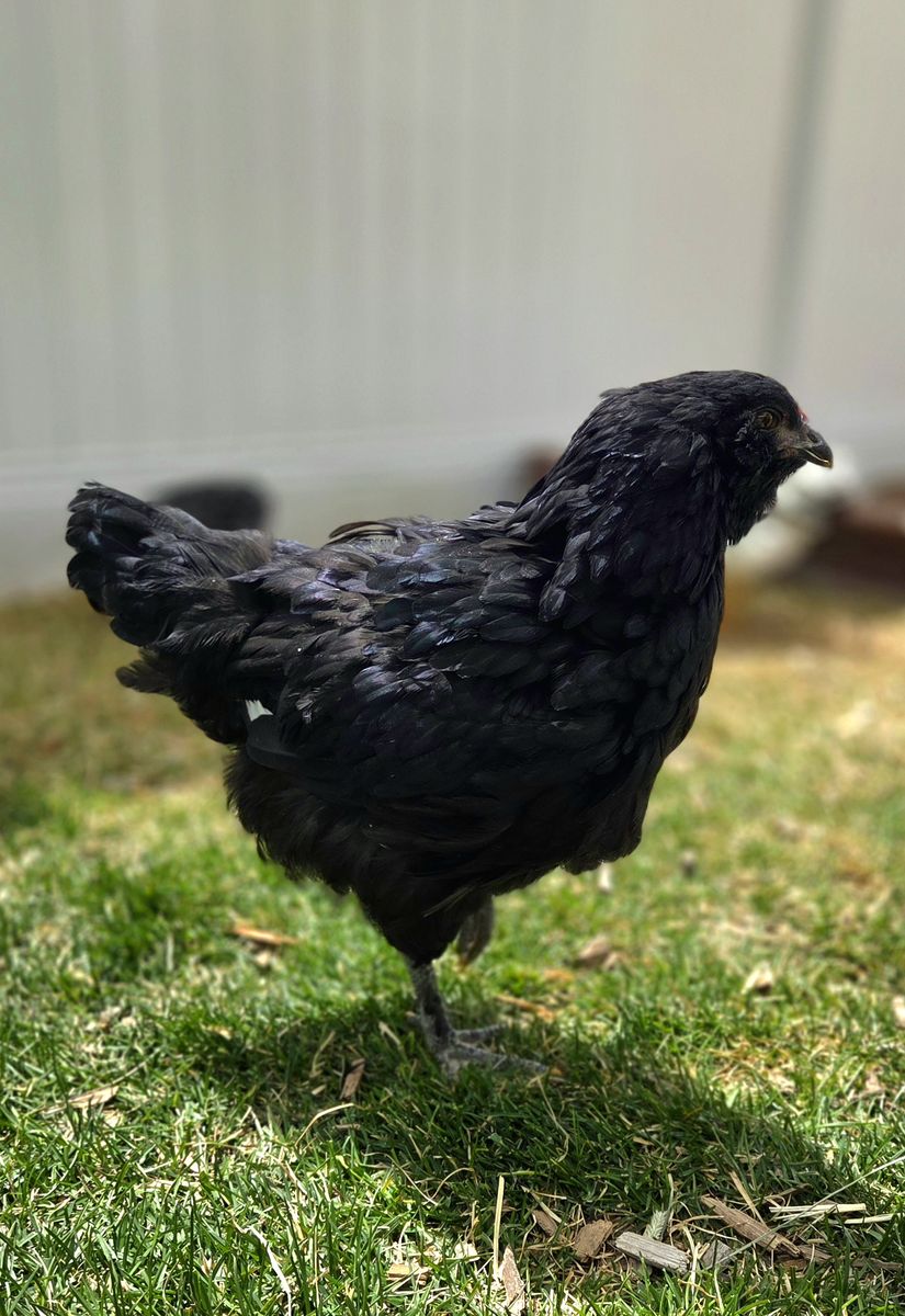 F4 Olive Egger Chicken Pullet Hen