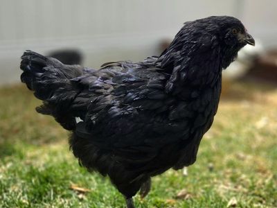 F4 Olive Egger Chicken Pullet Hen