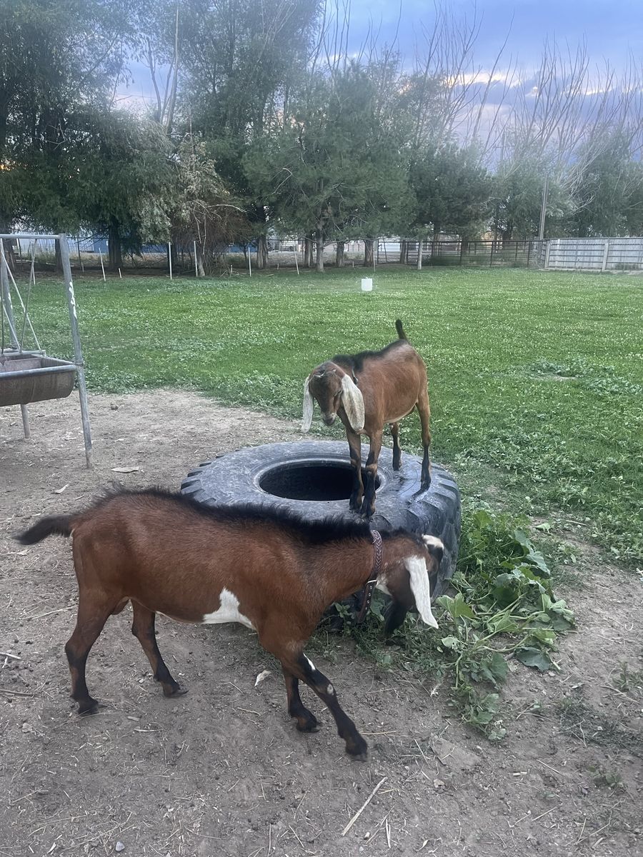 ADGA pure Nubian bucks for sale or rent