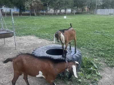 ADGA pure Nubian bucks for sale or rent