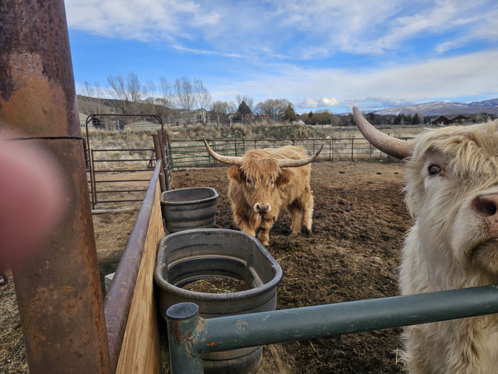 Mini Highland Cows