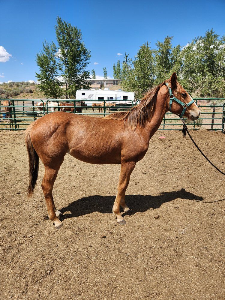 yearling grade filly