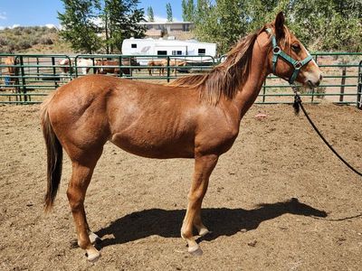 yearling grade filly