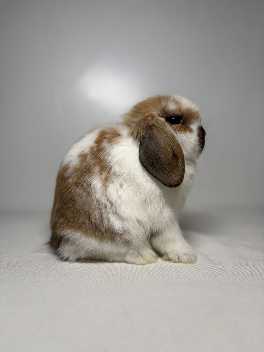 Holland Lop Buck