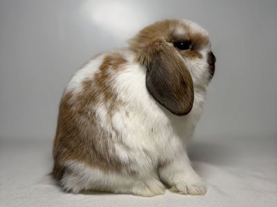 Holland Lop Buck