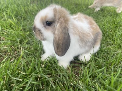 Holland lop baby boys