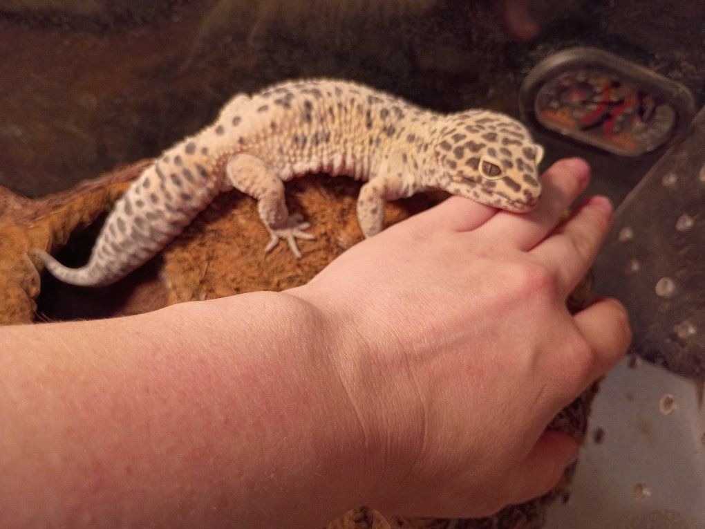 lepord geckos and everything.