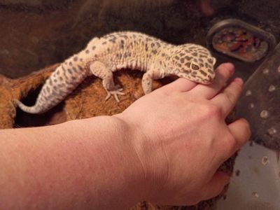 lepord geckos and everything.