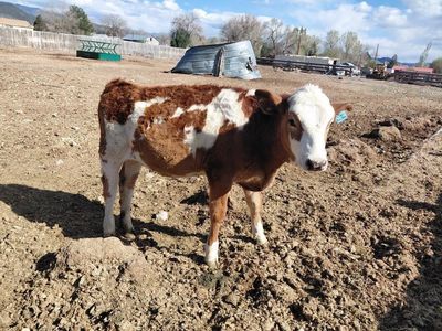 Dairy Heifers