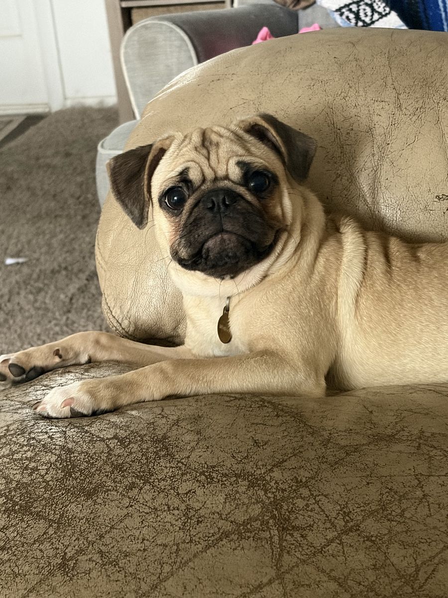 Adorable Pug Puppy - Male, Fawn, 3 Months Old - Playful & Loving Companion