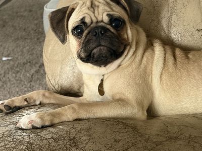 Adorable Pug Puppy - Male, Fawn, 3 Months Old - Playful & Loving Companion