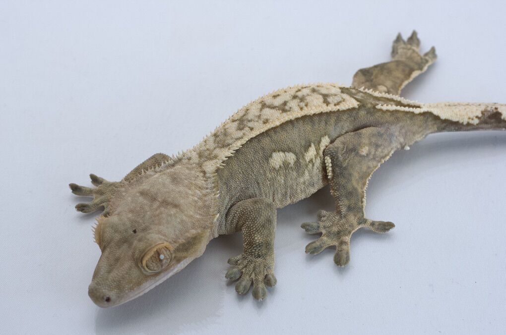 Adult Female Crested Gecko