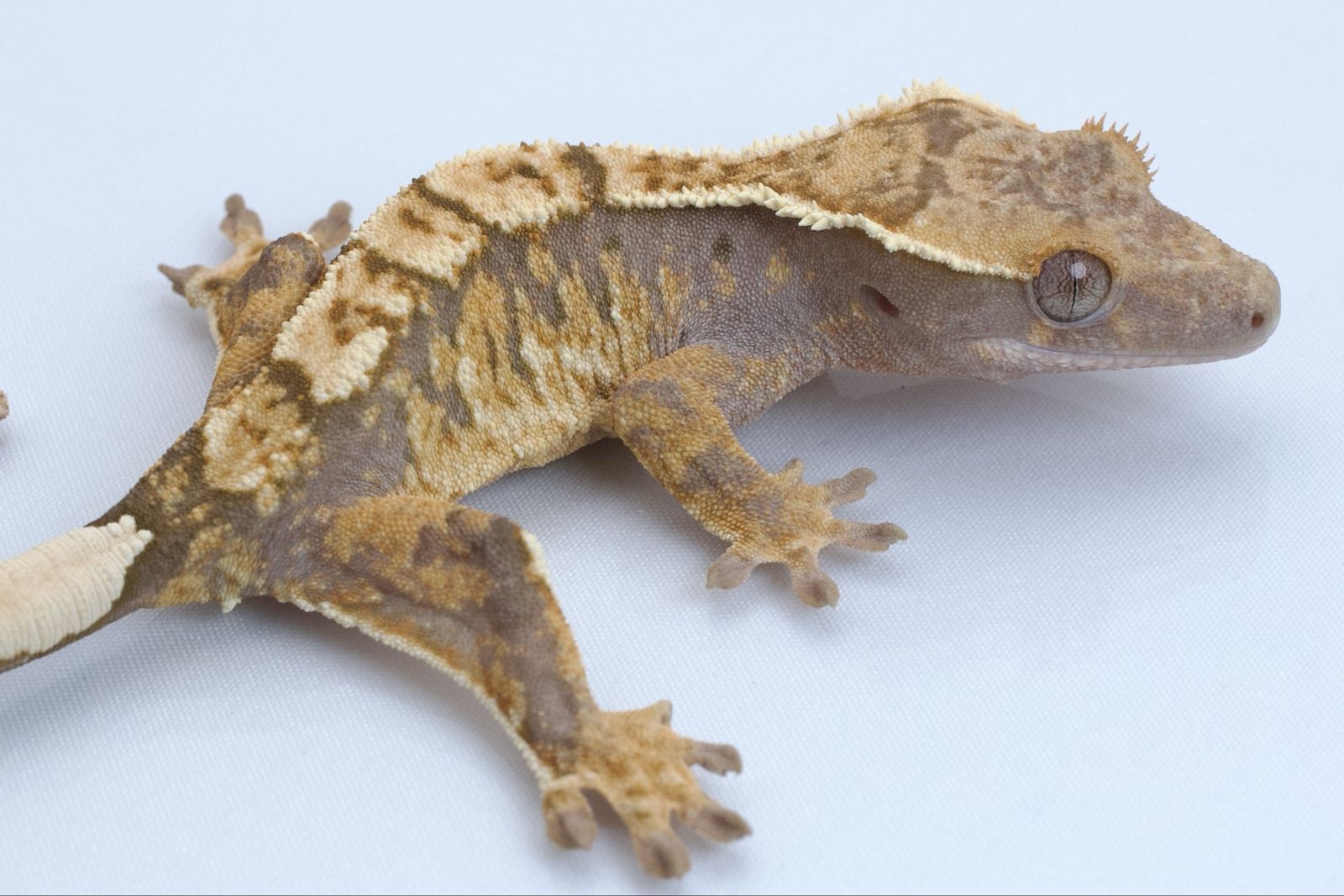 Main image 3