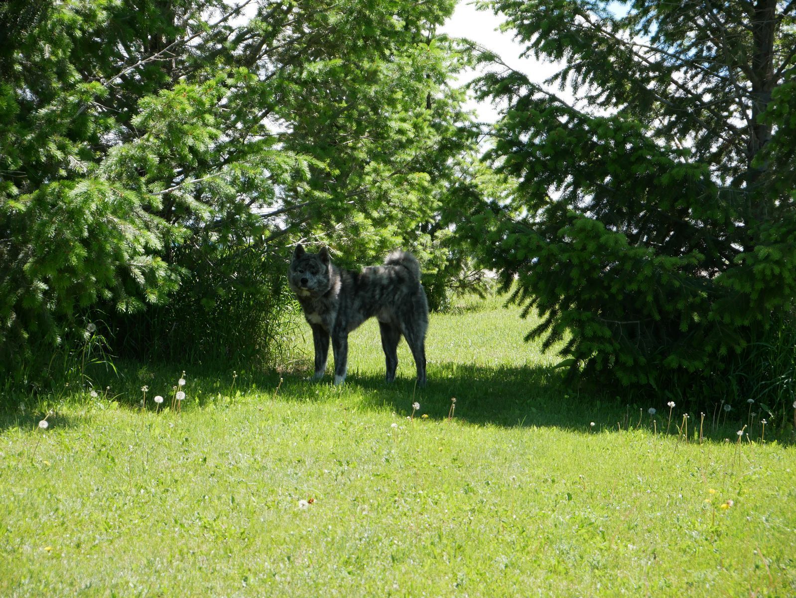 3 female UKC Registered Pure Breed Japanese Akita's left READY NOW!