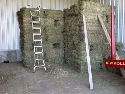 Grass Alfalfa mix