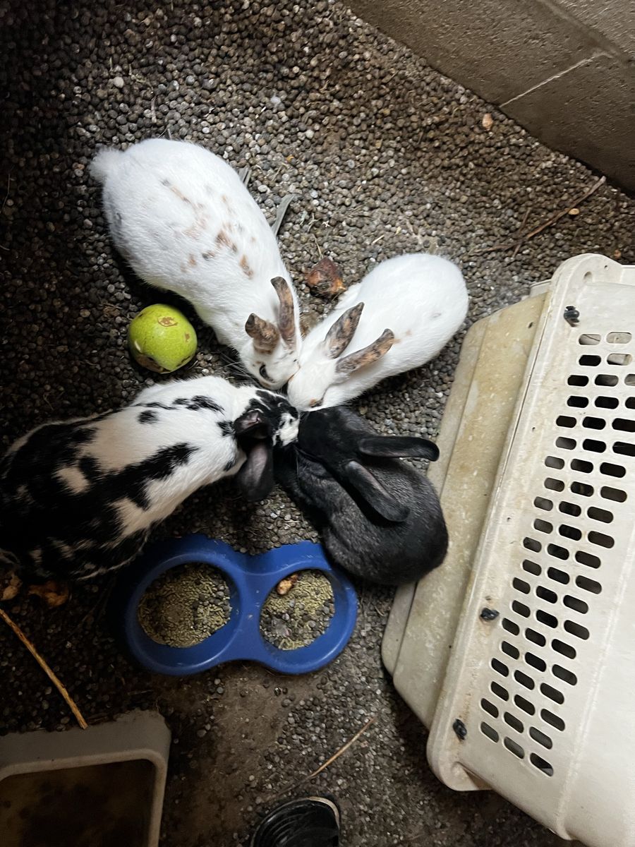 Group of Rabbits - Mixed Colors & Breeds