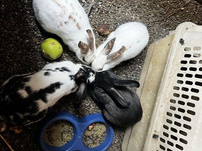 Group of Rabbits - Mixed Colors & Breeds