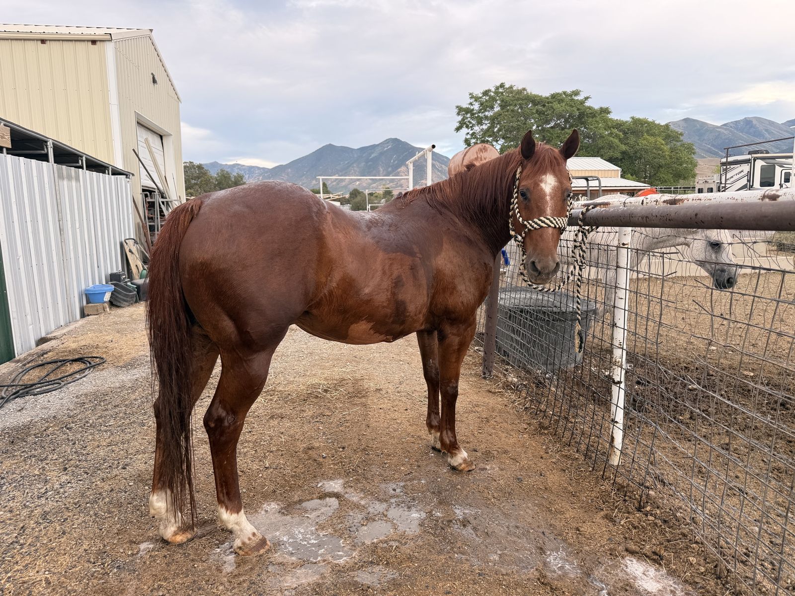 Good Using Gelding