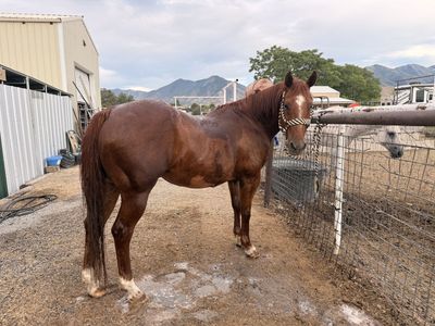 Good Using Gelding