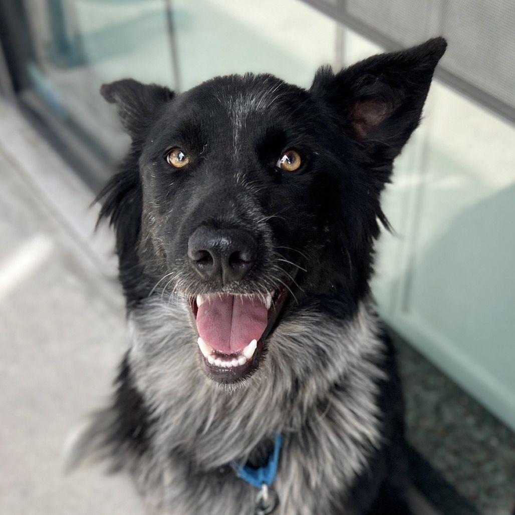 Hello my name is Pong