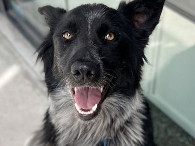 Hello my name is Pong