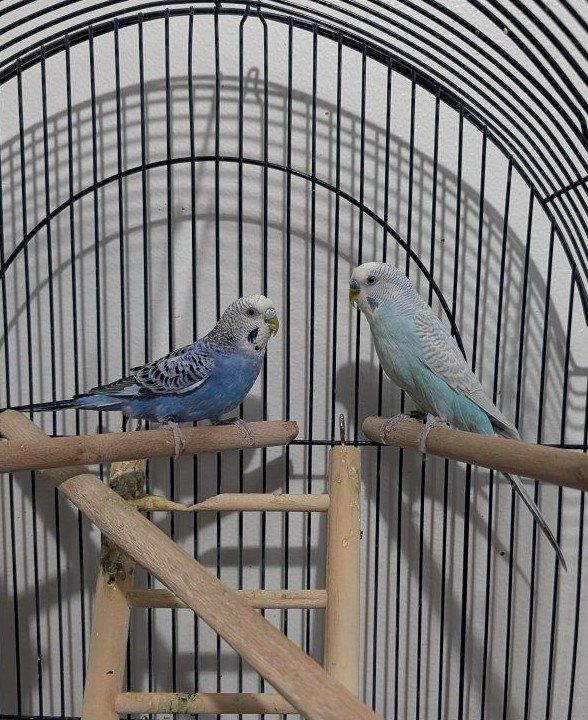 2 Parakeets and complete setup